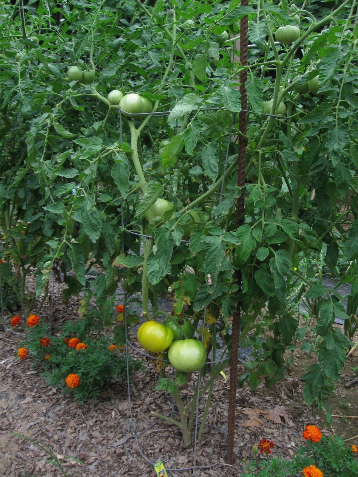 Golden Jubilee Tomato Asia Seeds