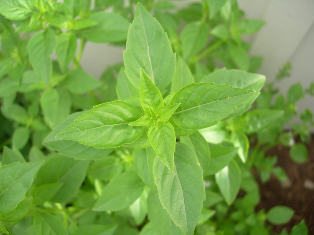 Lime Basil – Asia Seeds