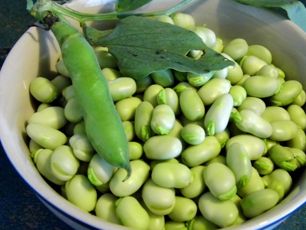 research paper on broad bean