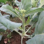 Chinese Kale – Asia Seeds