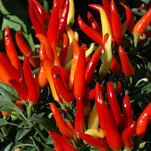 Small Red Hot Pepper – Asia Seeds