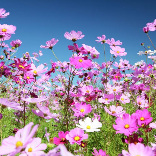 Cosmos – Asia Seeds