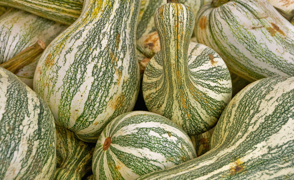 Cushaw Green Striped – Asia Seeds