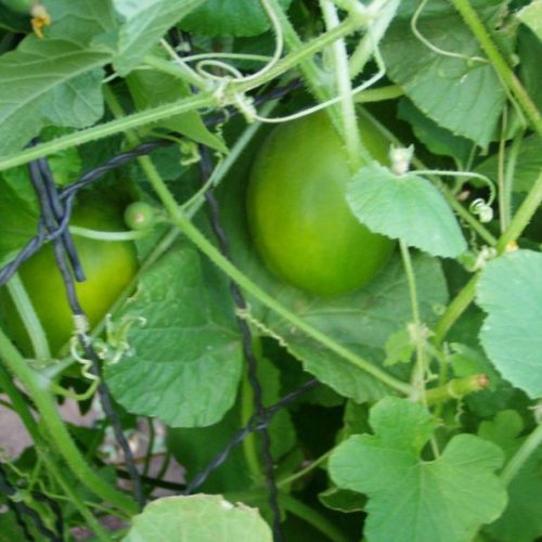 Cantaloupe vine peach – Asia Seeds