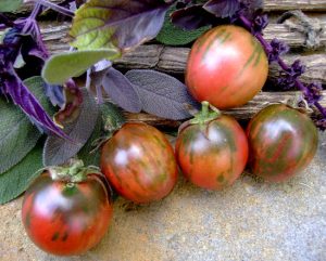tomato black vernissage reviews