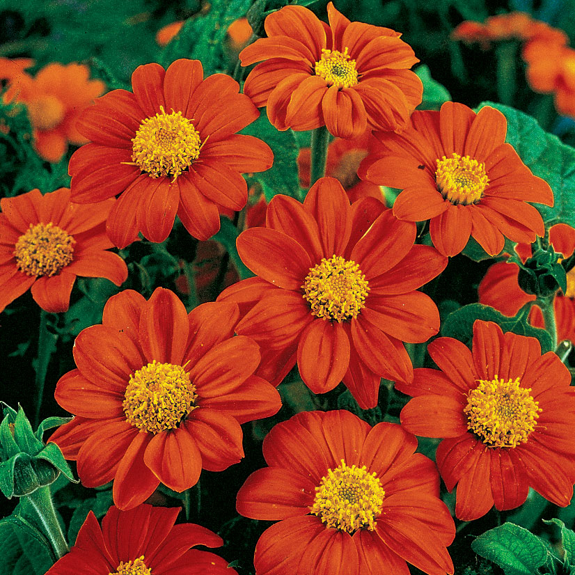 Mexican sunflower – Asia Seeds